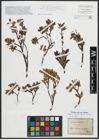 Foto von Salix arbuscula L.
